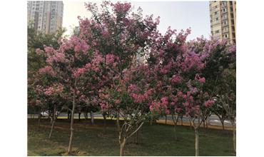 夏秋季節，錫城首次驚現紫薇花開美景